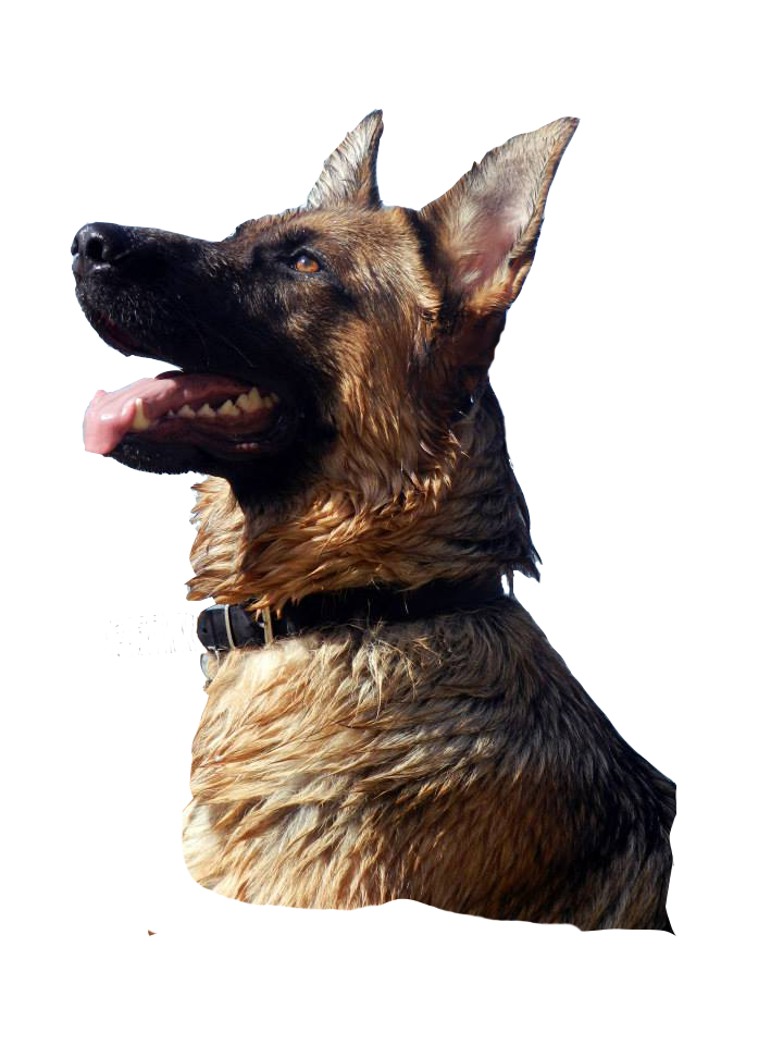 dogsandco01-education