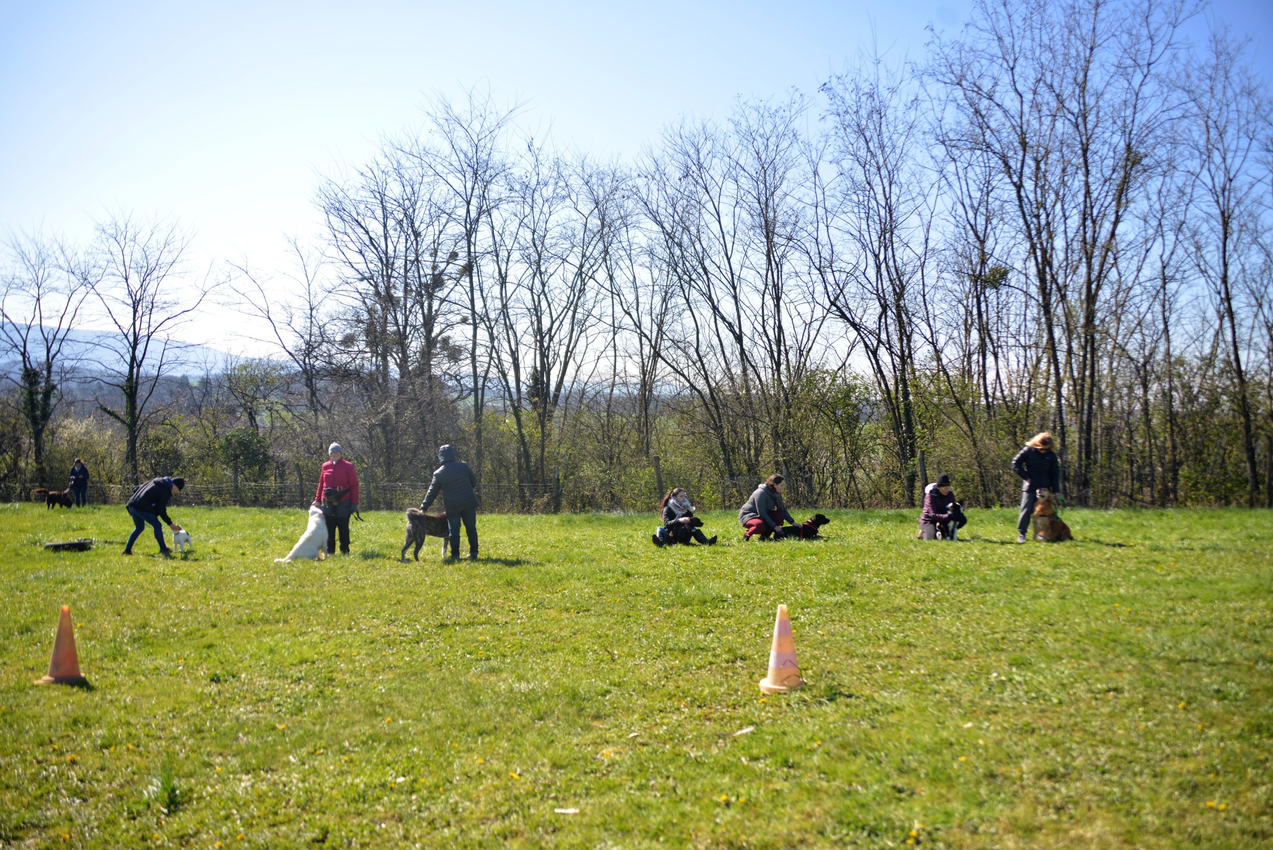 border collie sociabilisation
