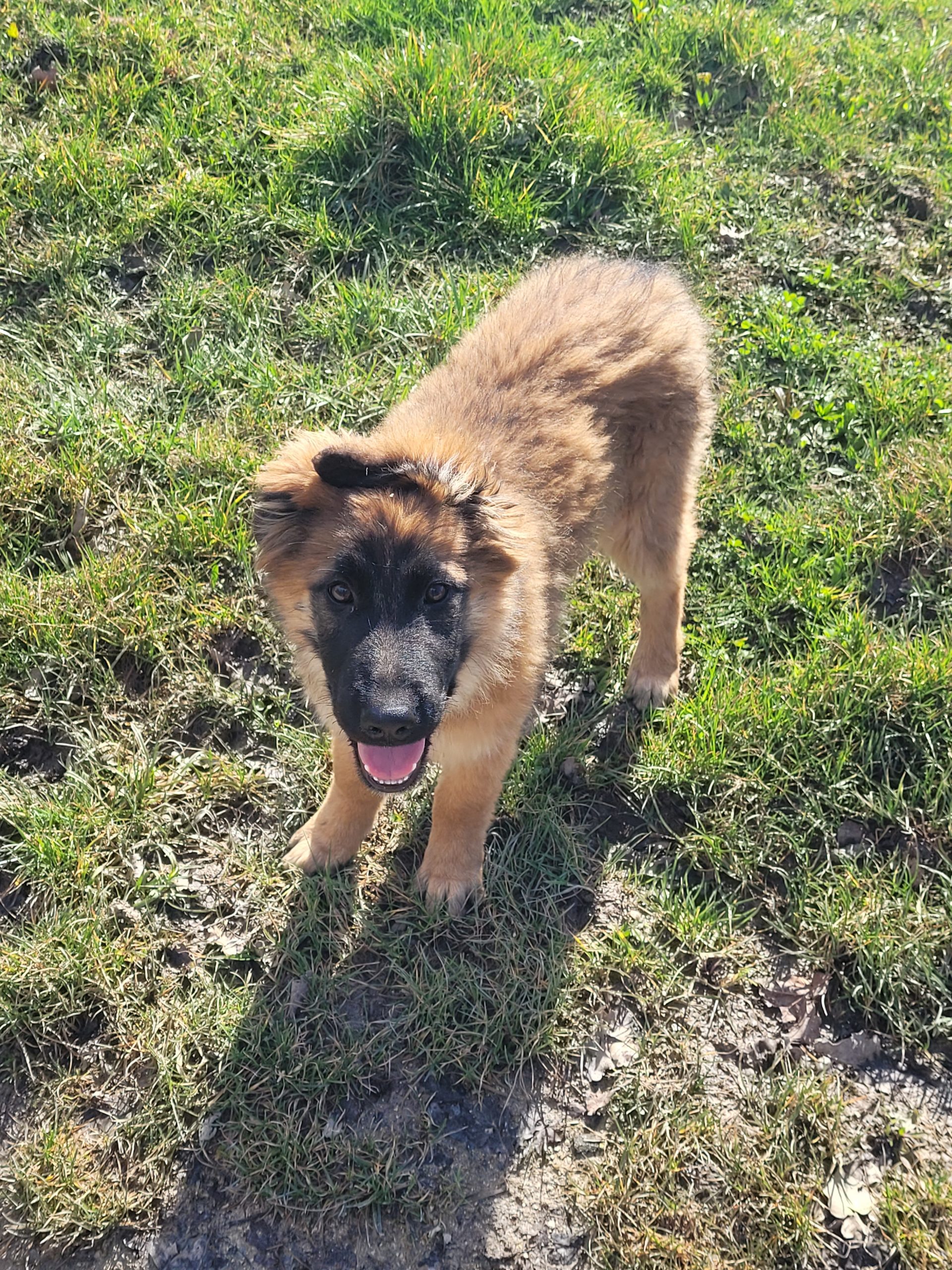 border collie sociabilisation