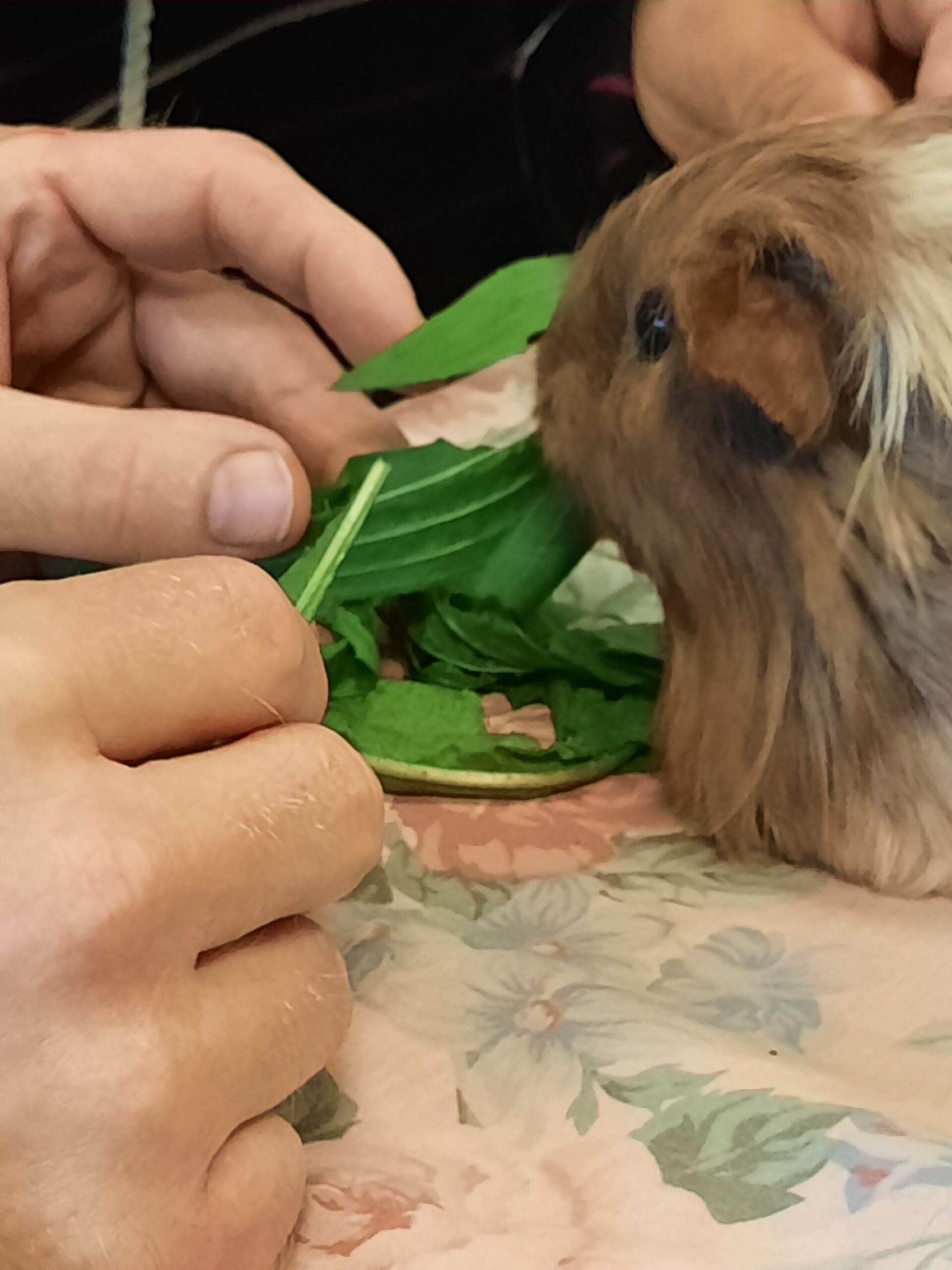 border collie sociabilisation